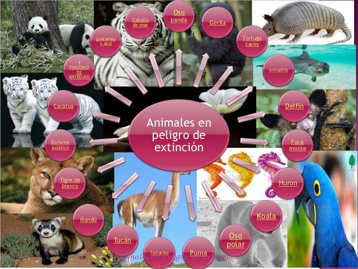 animales en extension