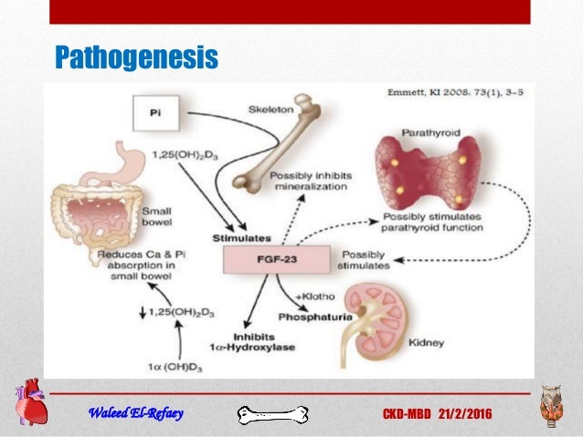 dialysis remedy of liver cell