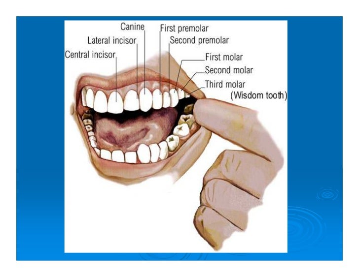 Clase 10 1 Arcos Dentarios