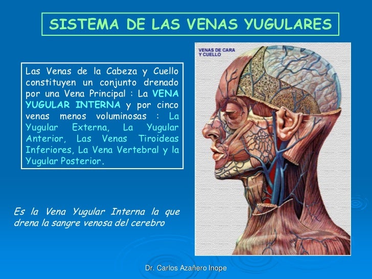 Clase 8 Articulacion Temporomandibular