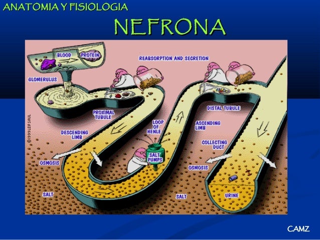 Resultado de imagen de dialisis en la nefrona