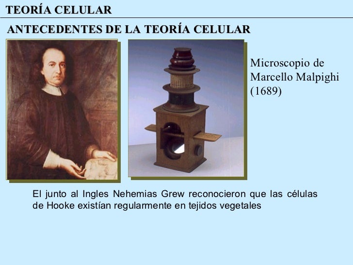 Marcello malpighi teoria celular_teoria_online