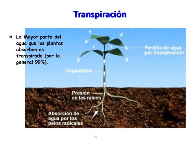 Clase 10 evapotranspiracion