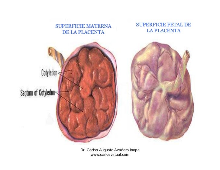 Clase 11 Placenta