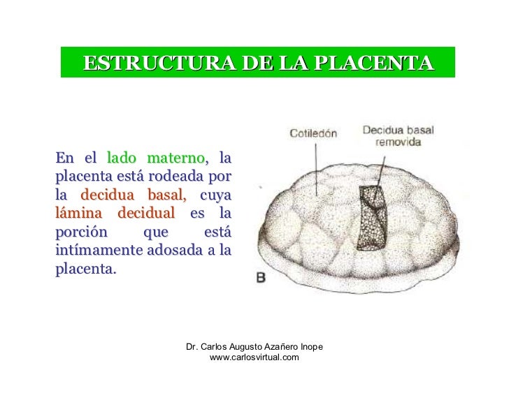 Clase 11 Placenta