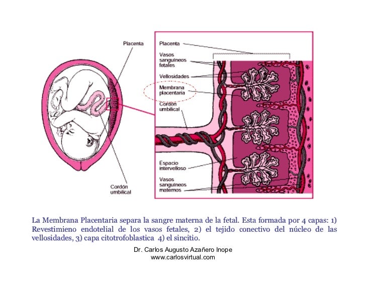 Clase 11 Placenta