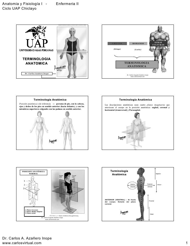 Terminologia Anatomica