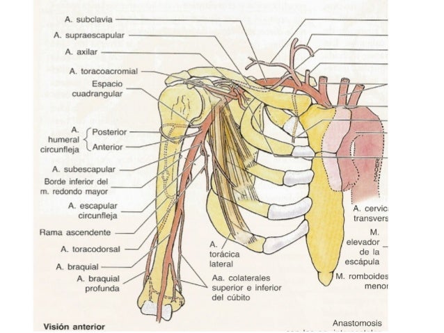 Anatomia Venas Y Arterias Del Brazo es.slideshare.net