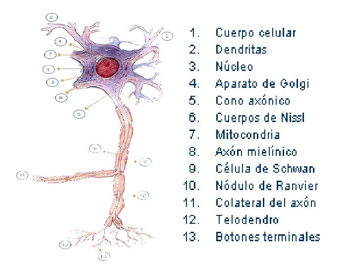 Clase 19. Tejido Nervioso