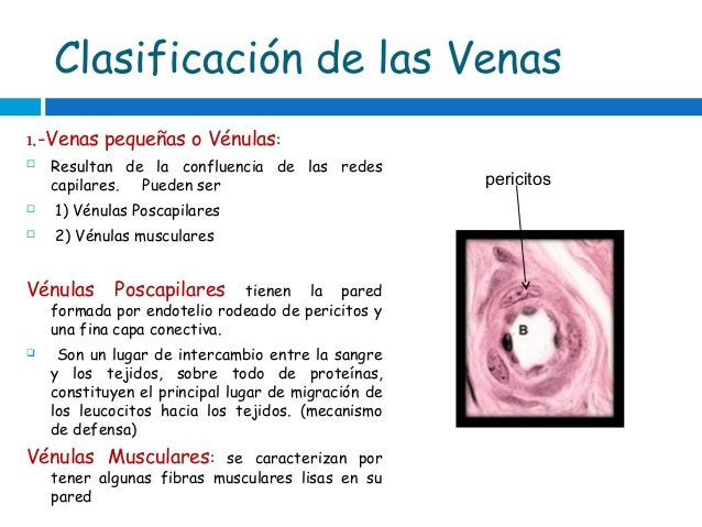 Clase 1 Cardiovascular clase-1-cardiovascular