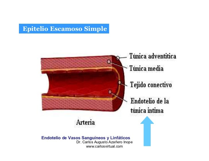 Histologia TEJIDO EPITELIAL
