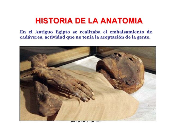 Historia De La Anatomia Historia De La Anatomia