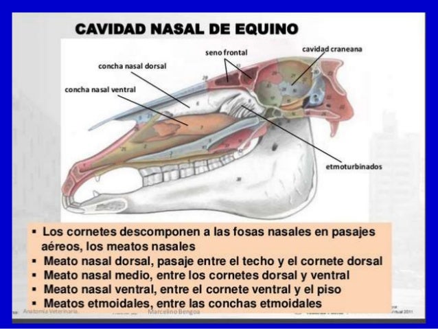 anatomia II primera clase