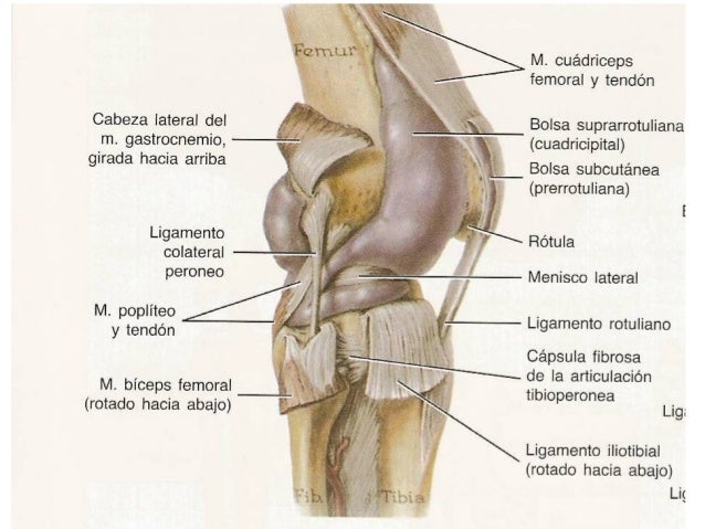 Anatomia rodilla