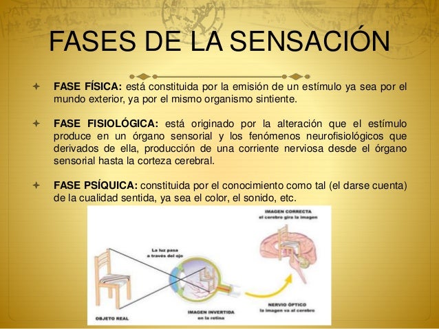 Clase 3 anatomía del cerebro