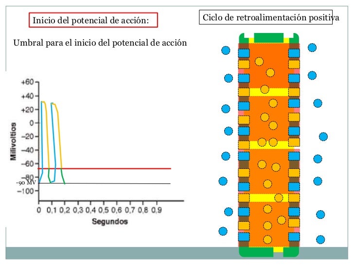 potenciales de membrana y potenciales de accion