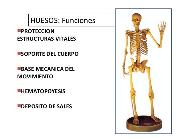 Duele en la ingle y enmudece la espalda
