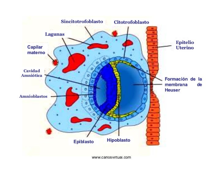 Resultado de imagen para AMNIOBLASTOS