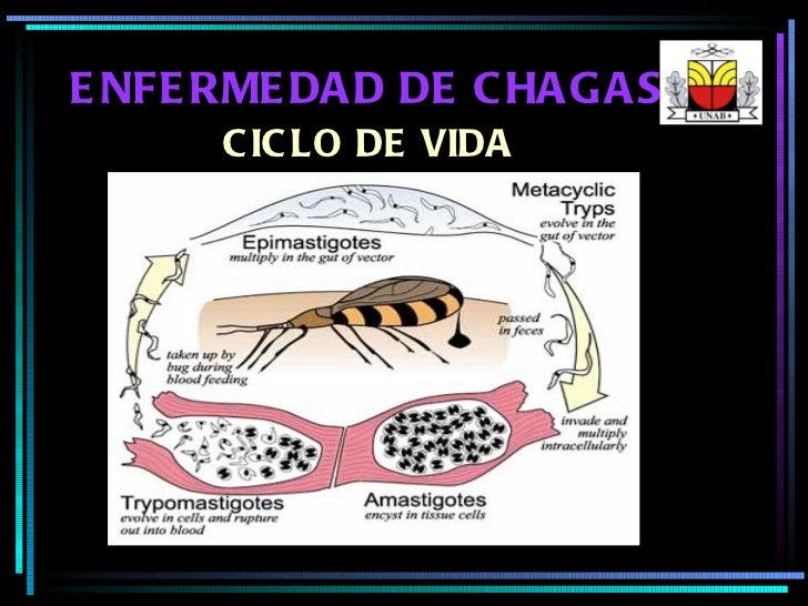 Enfermedad de Chagas