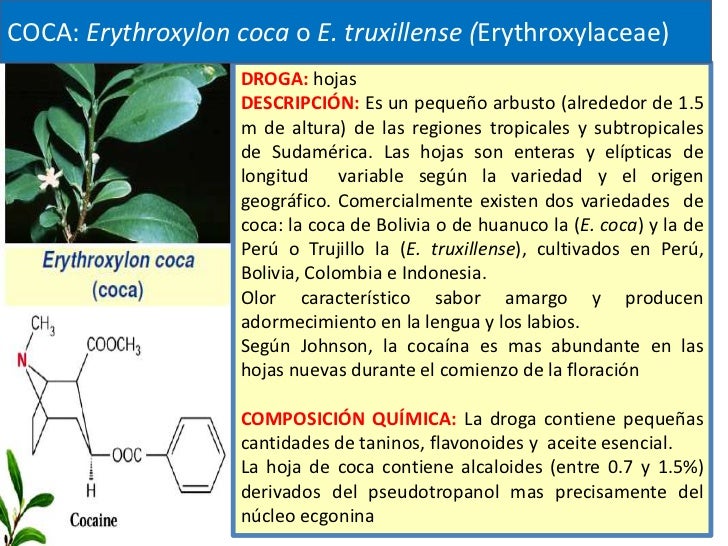 Alcaloides derivados de la ornitina y lisina por Q.F. Marilú Roxana S…