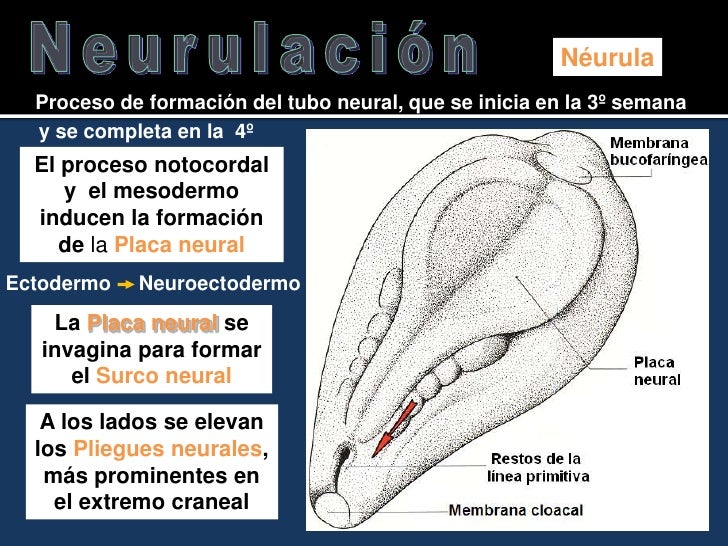 Resultado de imagen para proceso de neurulación