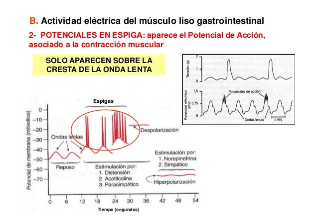 Clase de motilidad web 6 10