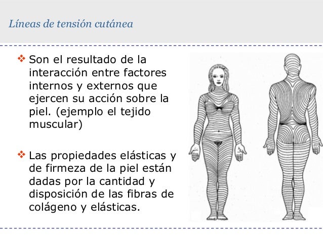 Lineas De Tension En La Piel