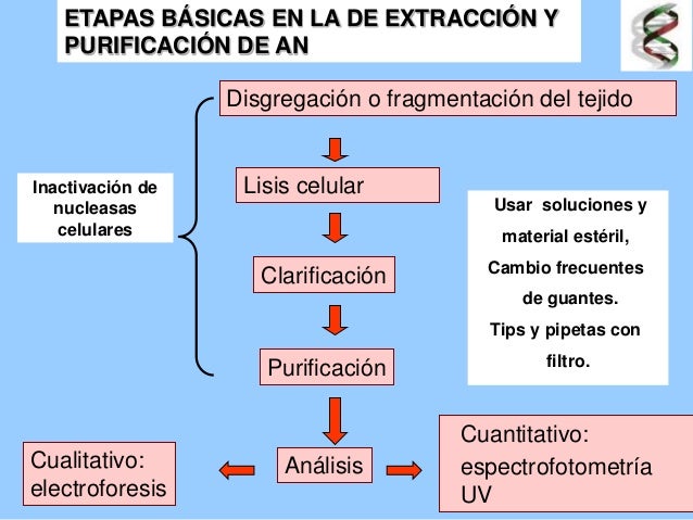 María Ángeles Baridon: Métodos de extracción y purificación de ácidos…