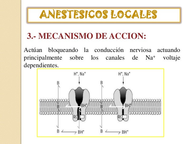 Mecanismo De Acción De Los Anestésicos Locales