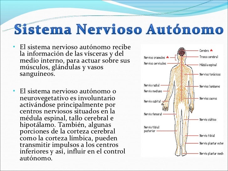 Clase nº 3 sistema nervioso autónomo