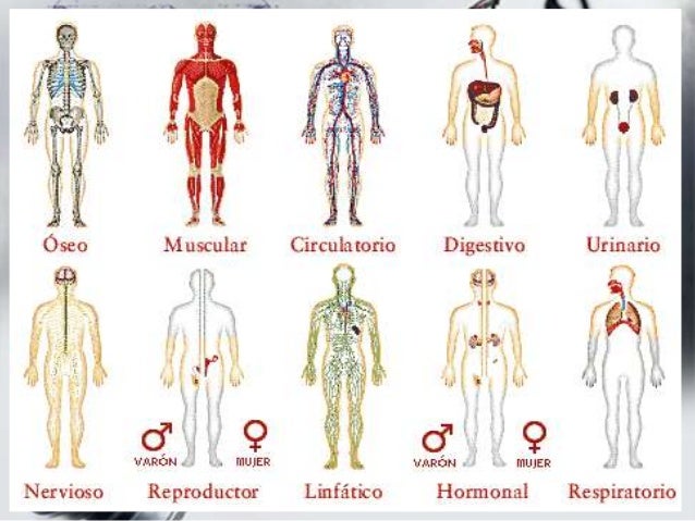 anatomia humana: Anatomía Humana