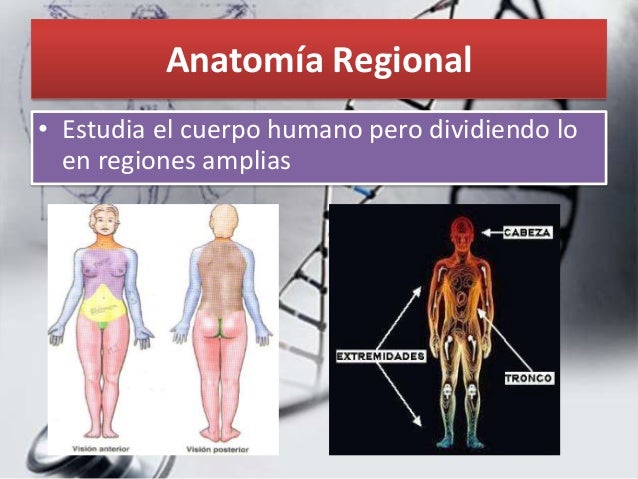 anatomia humana: Anatomía Humana