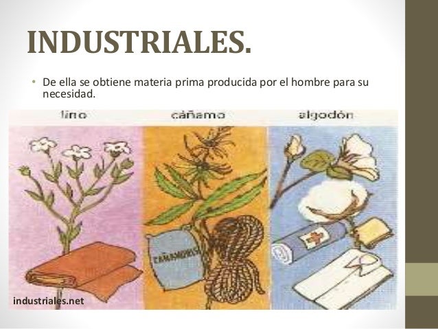 Clasificación de las plantas por su utilidad Clasificación de las plantas por su utilidad