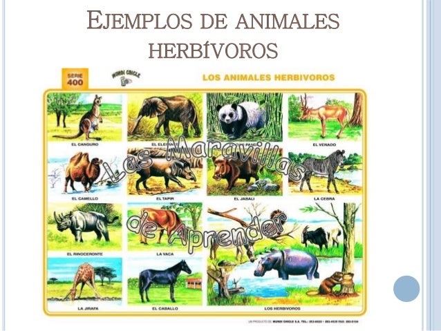 Laminas de animales omnivoros - Imagui