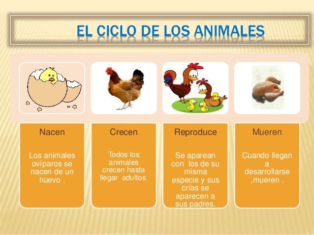 Clasificación de los animales