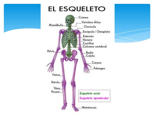 Clasificación de los huesos del esqueleto humano