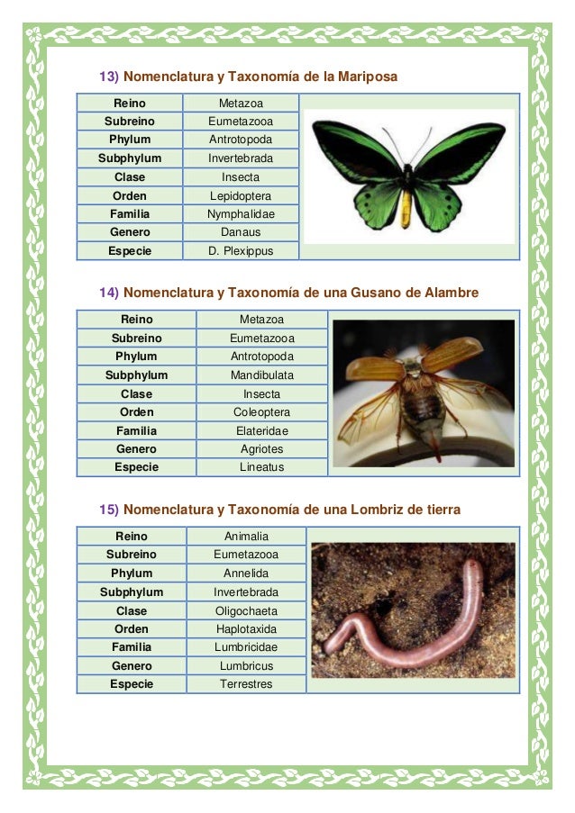 LA TAXONOMIA BIOLOGIA 903 CARVAJALINO GARCIA LA TAXONOMIA BIOLOGIA 903 CARVAJALINO GARCIA