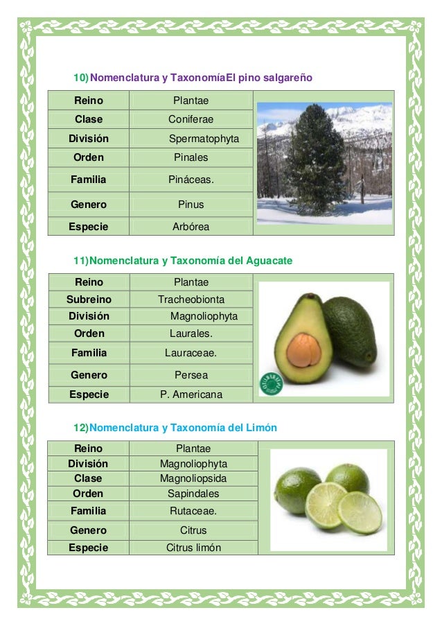 Clasificación de los seres vivos taxonomia