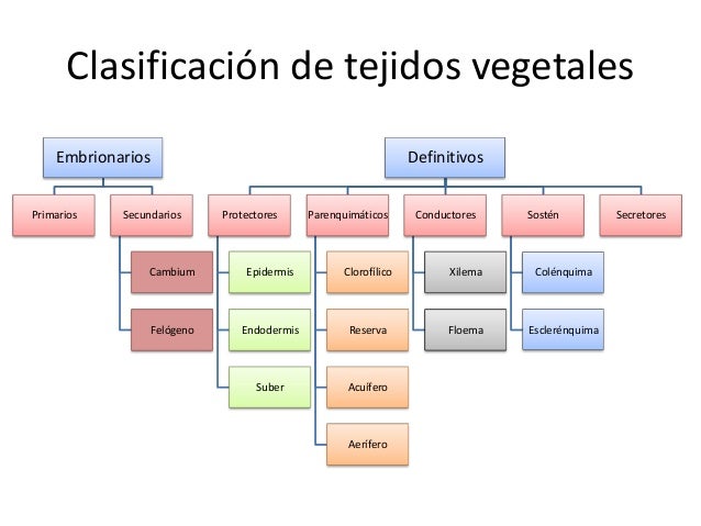 Clasificación de tejidos vegetales Clasificación de tejidos vegetales