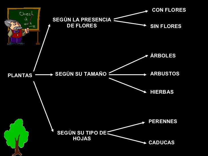 DE FLORES SEGÚN SU TAMAÑO SEGÚN SU TIPO DE HOJAS CON FLORES DE FLORES SEGÚN SU TAMAÑO SEGÚN SU TIPO DE HOJAS CON FLORES