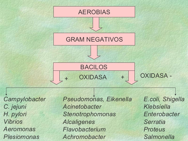 Clasificacion bacteriana