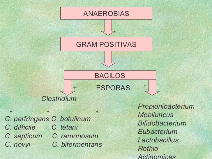 Clasificacion De Bacterias Aerobias Y Anaerobias