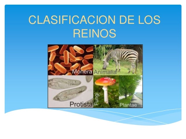 Clasificacion de los reinos