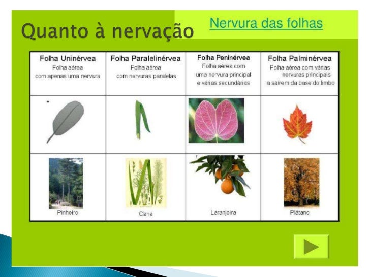 Classificação das folhas características e tipos ii Classificação das folhas características e tipos ii