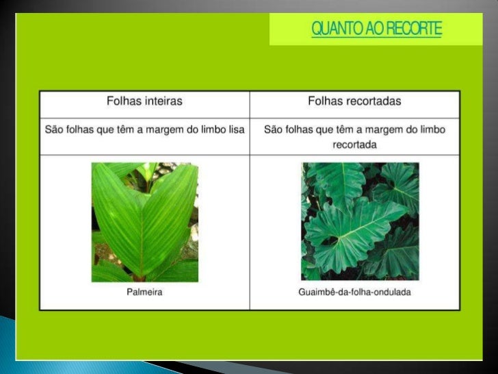 Classificação das folhas características e tipos ii Classificação das folhas características e tipos ii