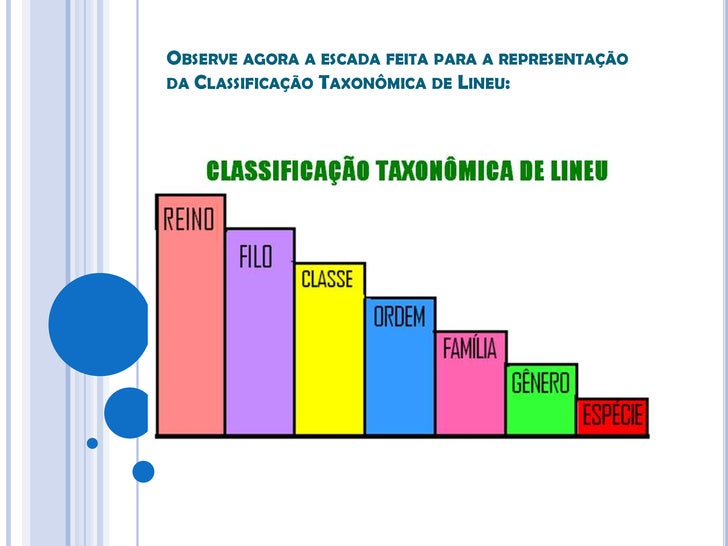 Fgv Sp O Sistema De Classificação Taxonômica