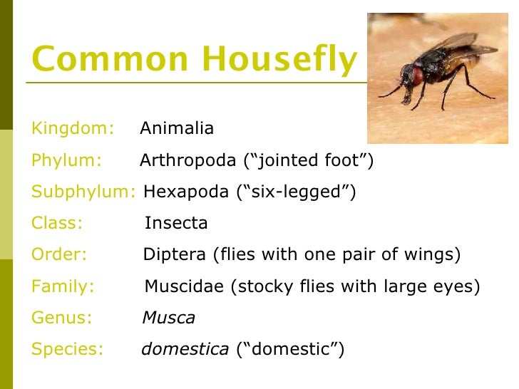 Classification20 powerpoint[1]