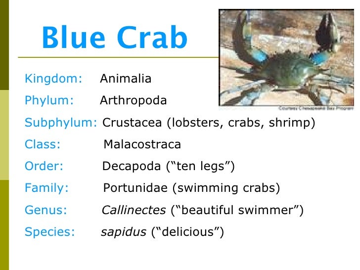 Classification20 powerpoint[1]