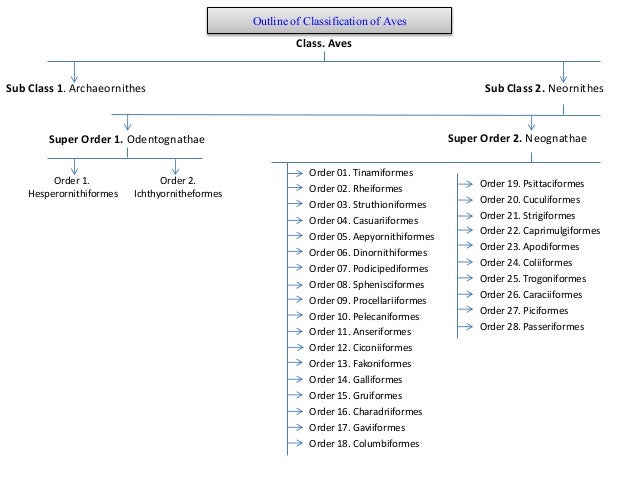 11 general orders