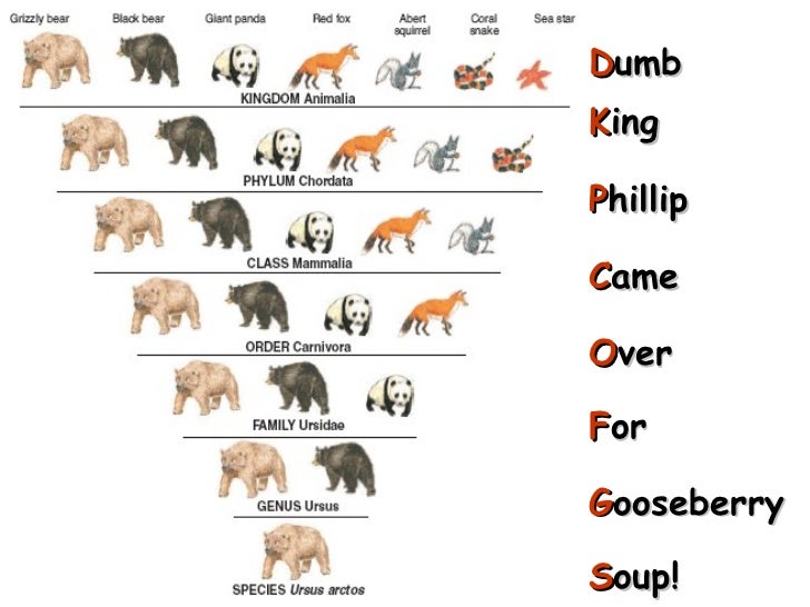 domains and kingdoms